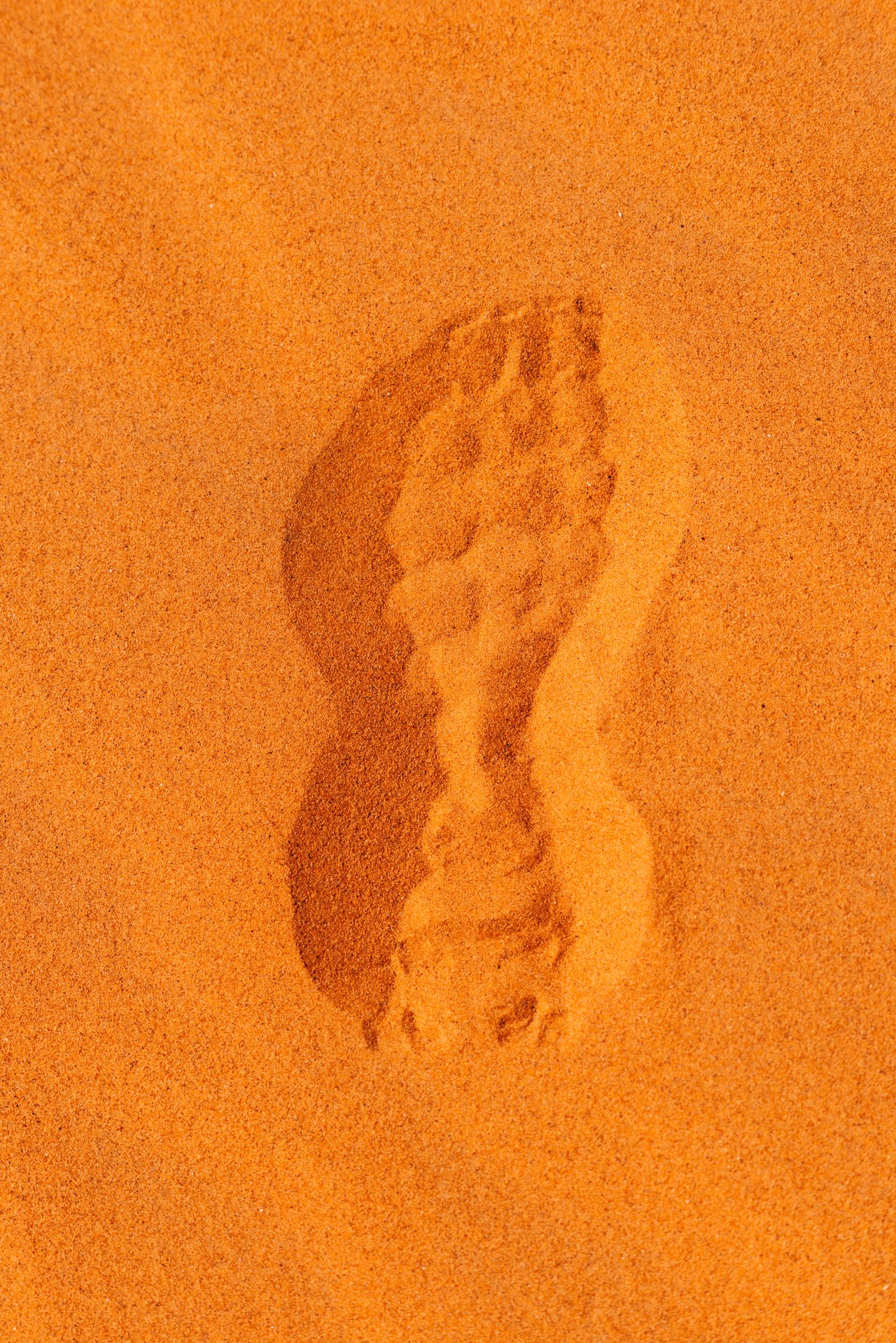 Sahara Desert Trail Morocco